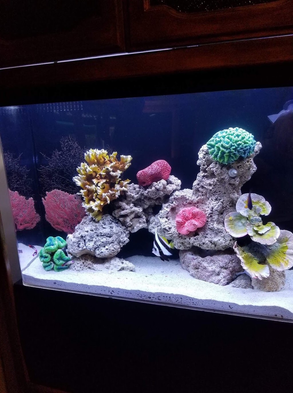 Exotic Fish & Corals | 804 E Lincoln Ave, Orange, CA 92865, USA | Phone: (714) 771-2073