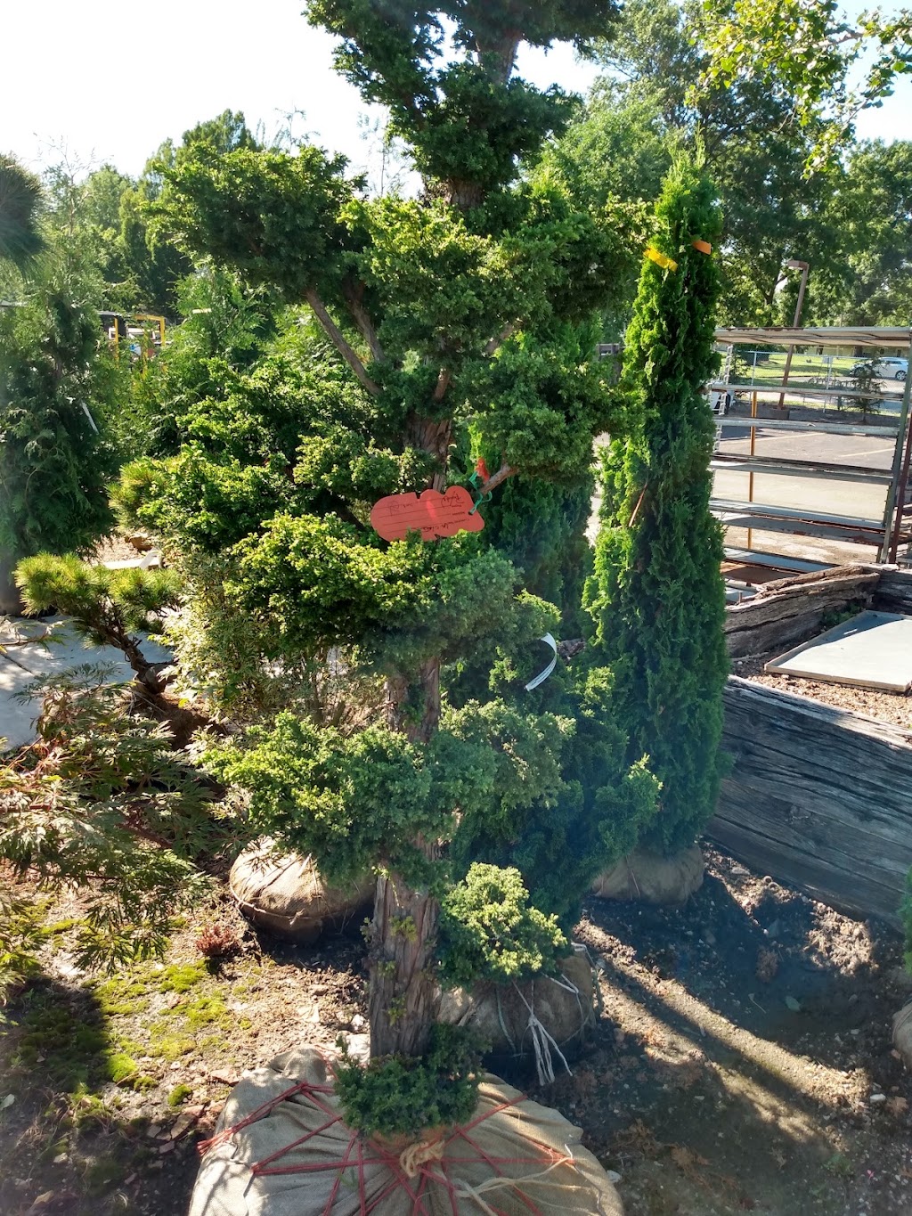 Timberwinds Nursery | 54 Clarkson Rd, Ellisville, MO 63011, USA | Phone: (636) 227-0095