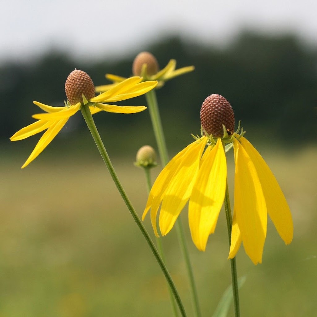 Bigelow Cemetery State Nature Preserve | 600 Rosedale Rd, Irwin, OH 43029, USA | Phone: (614) 265-6561