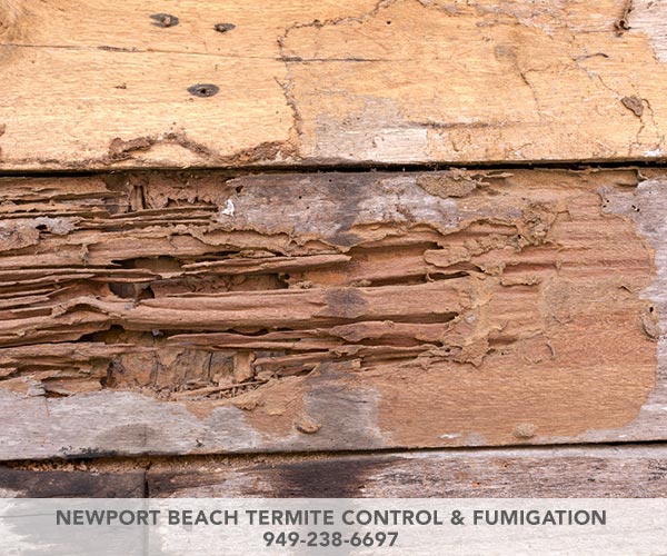 Newport Beach Termite Control & Fumigation | 224 Marine Ave, Newport Beach, CA 92662, USA | Phone: (949) 238-6697