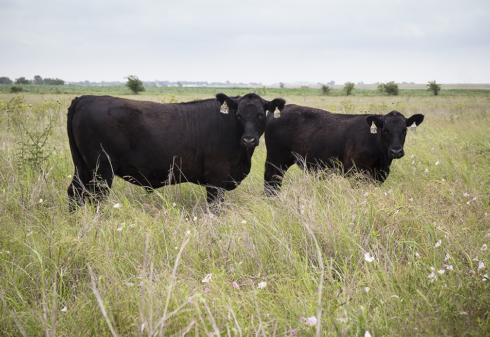 Burgundy Pasture Beef | 800 S McDuff St, Grandview, TX 76050, USA | Phone: (817) 866-2247