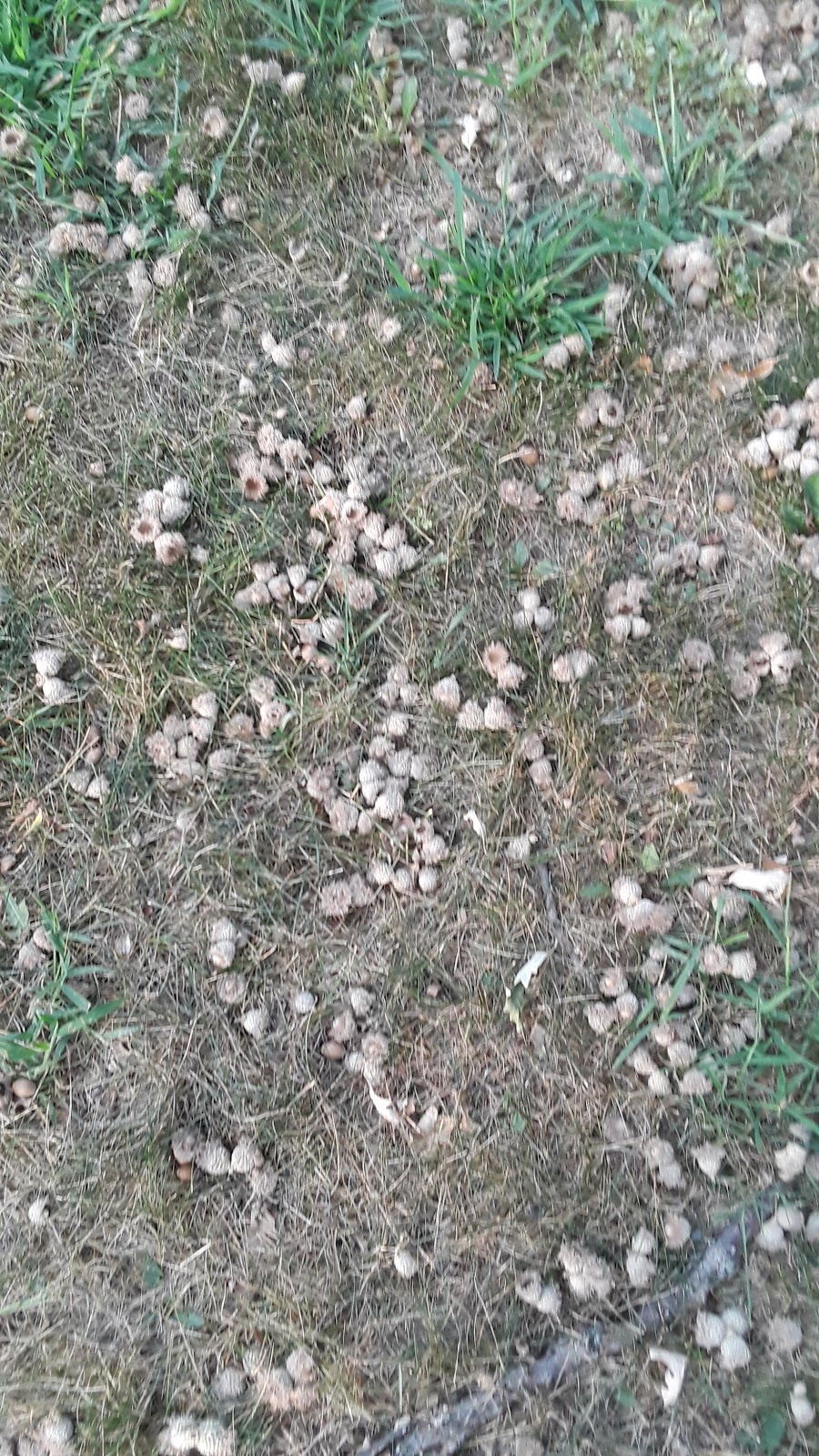 Acorn Park | 125 102nd Ave NW, Minneapolis, MN 55448, USA | Phone: (763) 755-2880