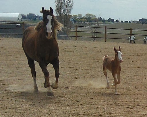 Treasure Valley Quarter Horses | 4801 N Can Ada Rd, 4801 N Eagle Owl Ln, Star, ID 83669, USA | Phone: (208) 412-4896