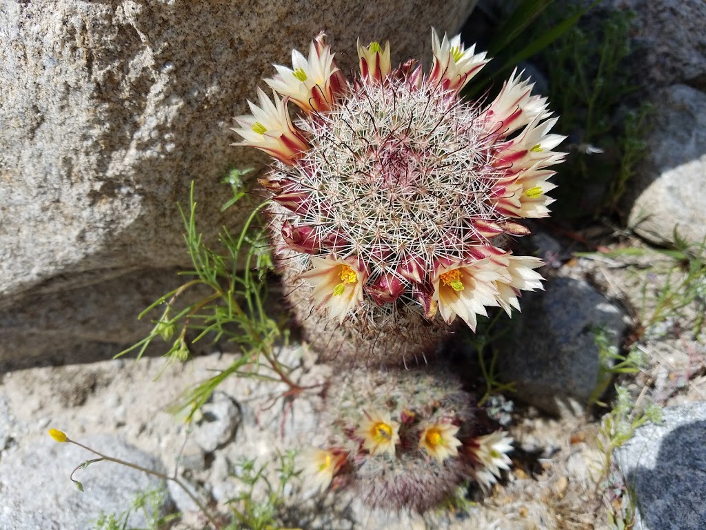 Yaqui Wash Primitive Campground | Yaqui Pass Rd, Julian, CA 92036, USA | Phone: (760) 767-4037