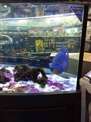 Aquarium Adventure | 744 E Boughton Rd, Bolingbrook, IL 60440 | Phone: (630) 739-1128