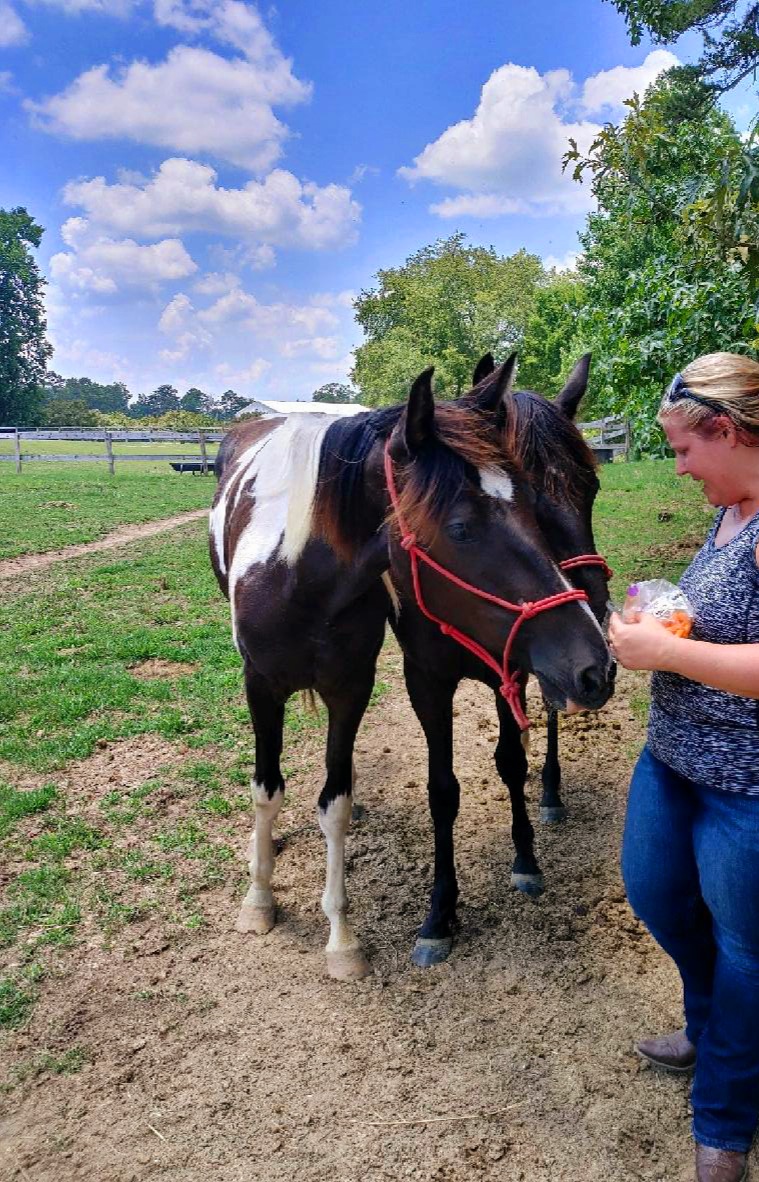 Mos Carriages and Trail Rides | 302 Co Rd 383, Billingsley, AL 36006, USA | Phone: (205) 492-4667