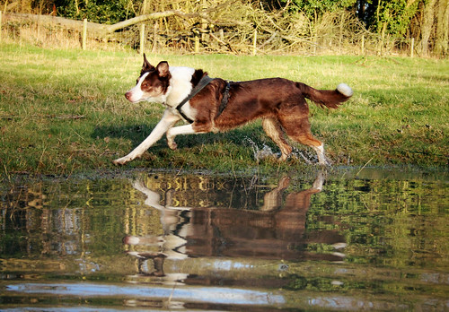 Tierra Buena Dog Park | 12701 Pebble Hills Blvd, El Paso, TX 79936, USA | Phone: (915) 212-0092