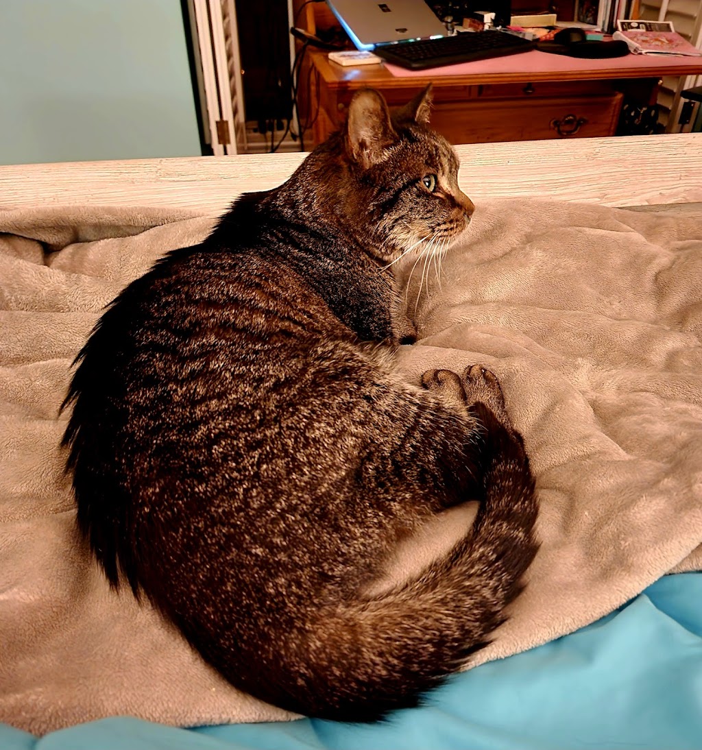 Spay Neuter Clinic of the Carolinas | 8045 Providence Rd #450, Charlotte, NC 28277, USA | Phone: (704) 542-9997