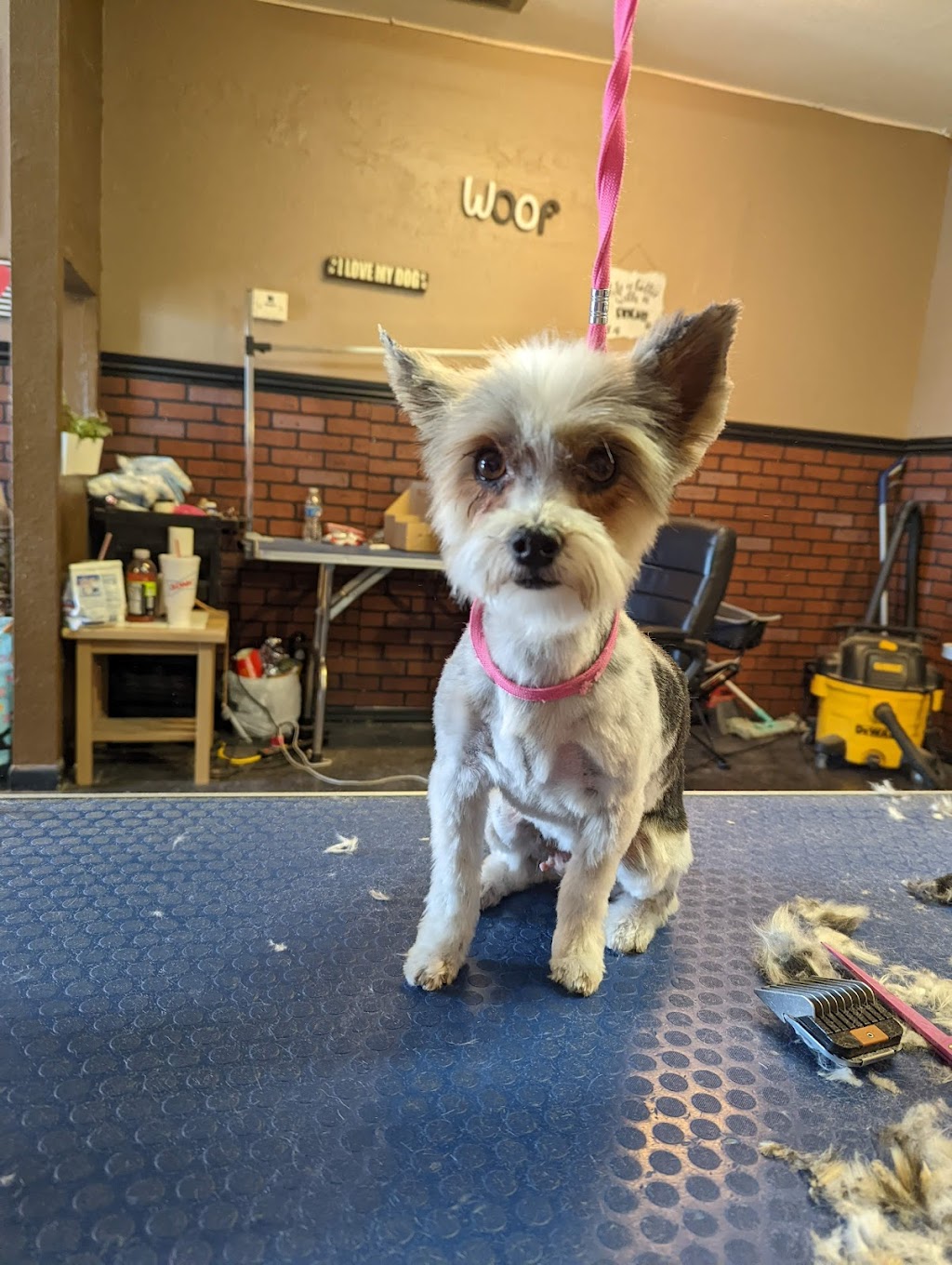 Country K-9 Grooming LLC | 240 S Main St, Coolidge, AZ 85128 | Phone: (480) 431-0355