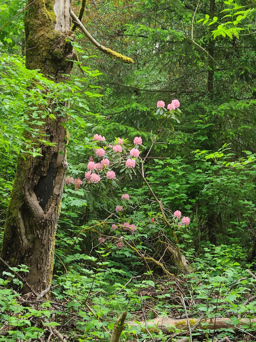 Puget Creek Natural Area | N Lawrence St &, Alder Way, Tacoma, WA 98407, USA | Phone: (253) 305-1000