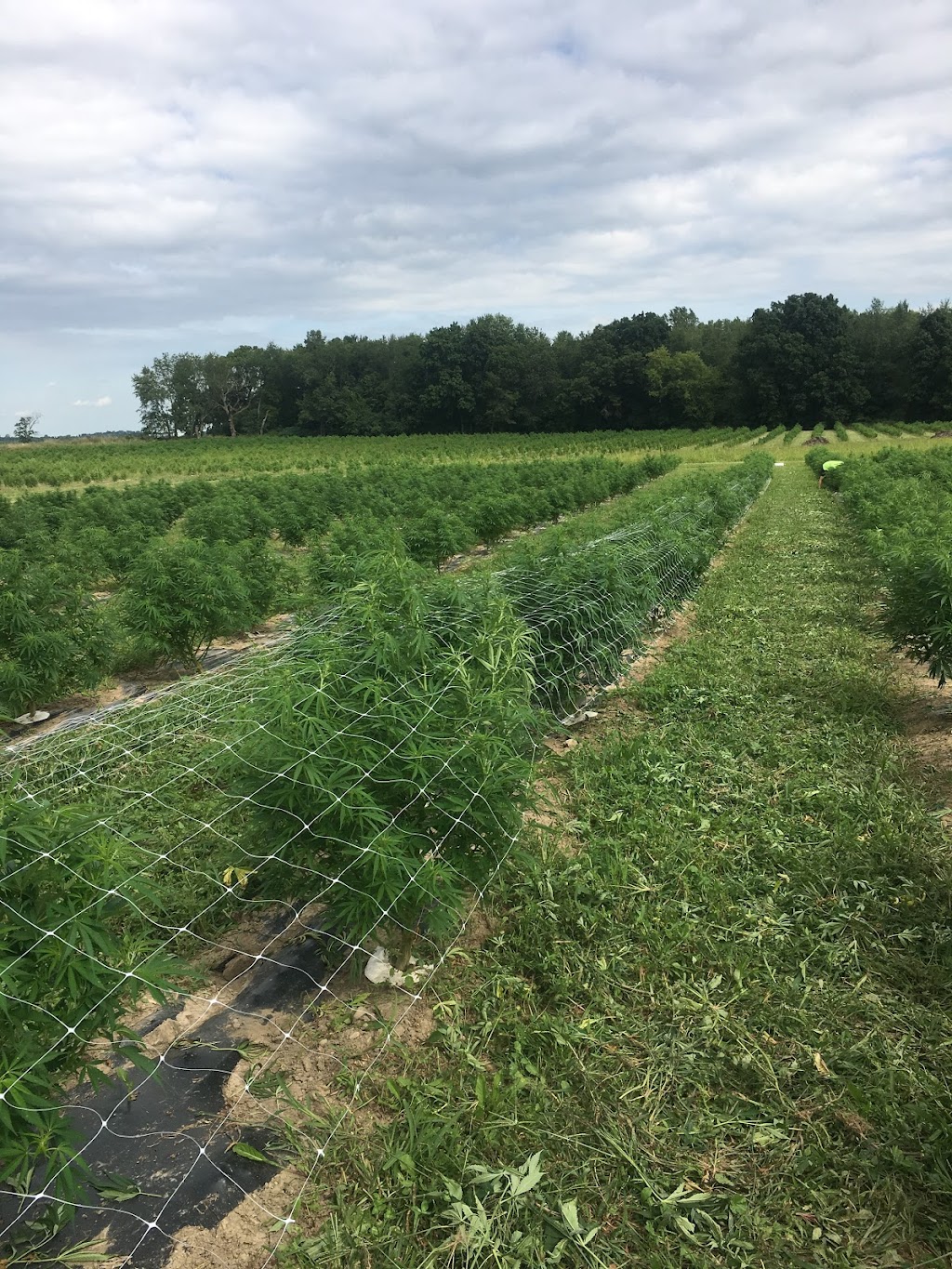 Hemp Haven Farms, LLC | 1506 Co Rd BB, Deerfield, WI 53531, USA | Phone: (608) 358-0709