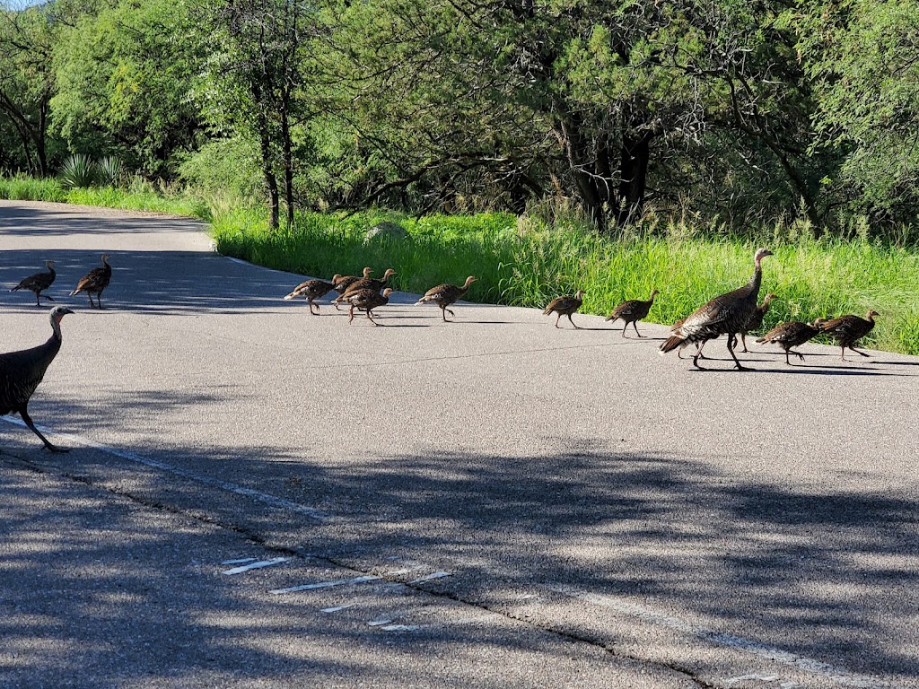 Whitehouse Picnic Area | S Madera Canyon Rd, Green Valley, AZ 85614, USA | Phone: (520) 281-2296