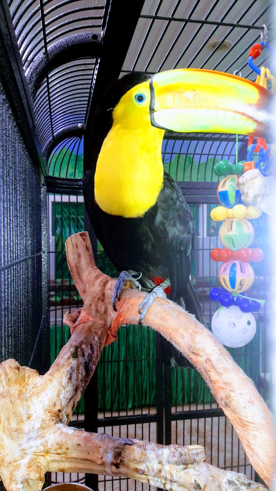 My Bird Store | 551 US-130, Burlington, NJ 08016, USA | Phone: (800) 650-7387