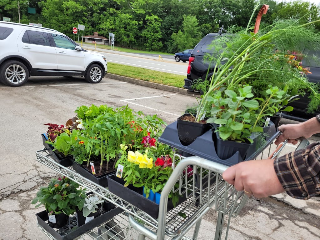 Laurel Nursery/Garden Center | 3648 US-30, Latrobe, PA 15650, USA | Phone: (724) 539-7022