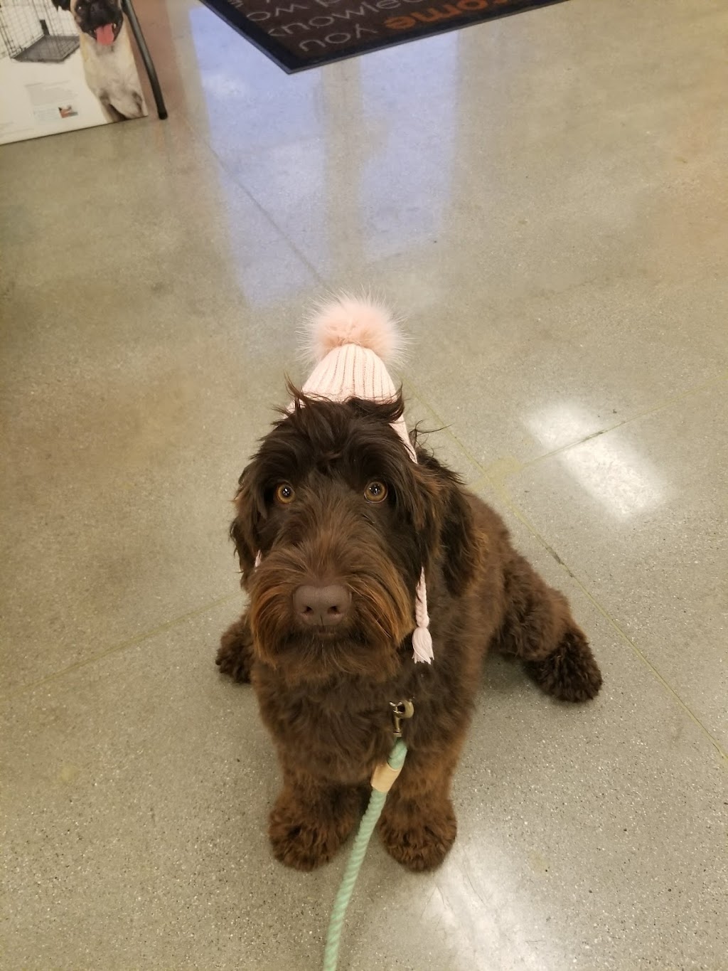 Petco Vaccination Clinic | 1572 Foothill Blvd, La Verne, CA 91750, USA | Phone: (909) 450-2190