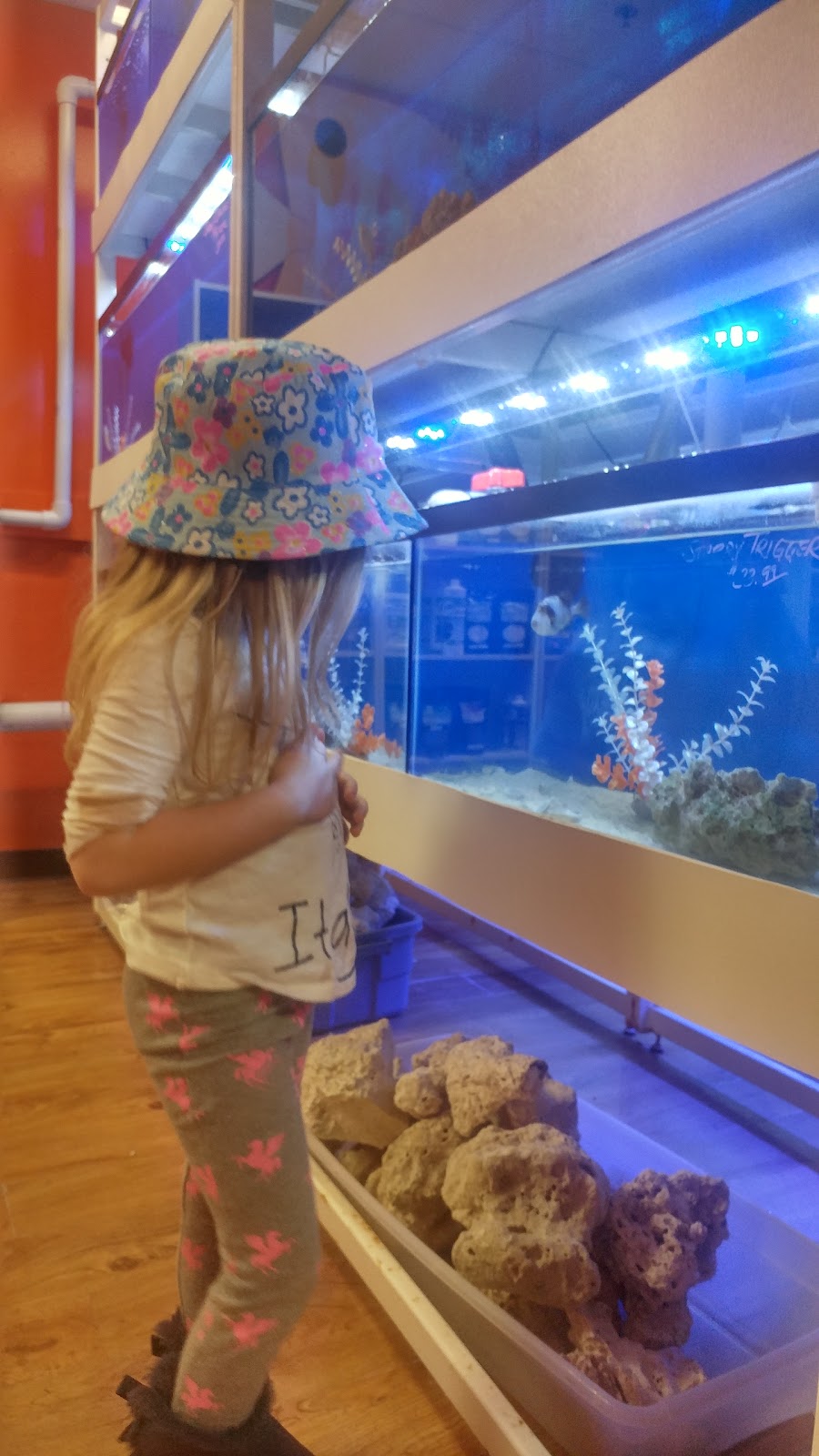 Discover Aquatics Shop | 419 Licking Pike, Newport, KY 41071, USA | Phone: (859) 431-3474