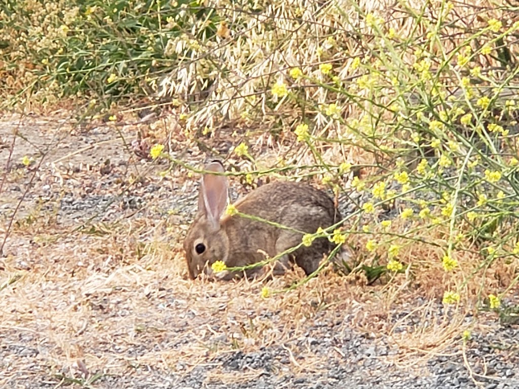 EBRPD Arrowhead Marsh Parking Lot | Oakland, CA 94621, USA | Phone: (510) 544-2558