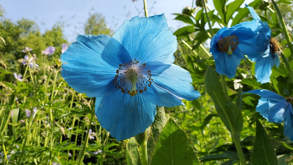 Alaska Botanical Garden | 4601 Campbell Airstrip Rd, Anchorage, AK 99507, USA | Phone: (907) 770-3692