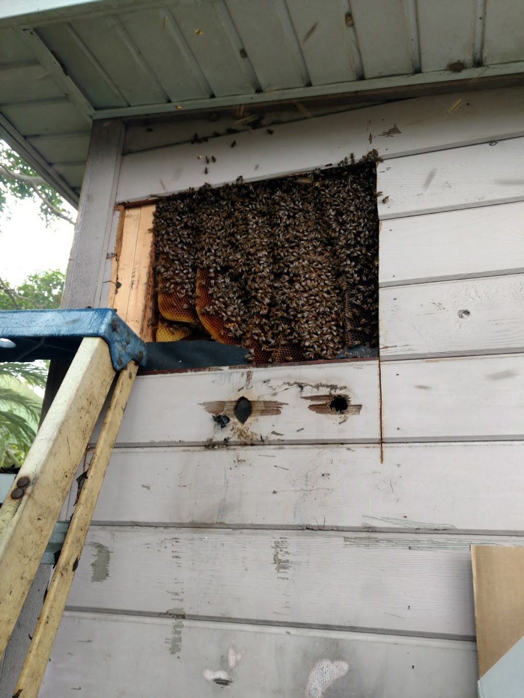 BeeMan Stan Bee Removal | 8306 Porch Ct, Lakeland, FL 33810, USA | Phone: (863) 457-3909