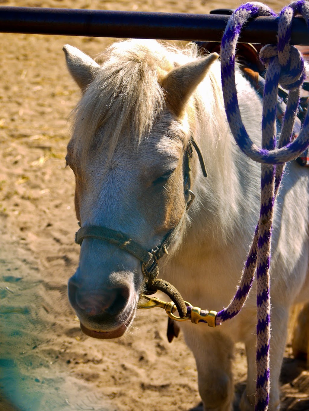 Bunker Park Stables | 13175 County Parkway D entrance At, 550 Bunker Lake Blvd NW, Andover, MN 55304, USA | Phone: (763) 757-9445