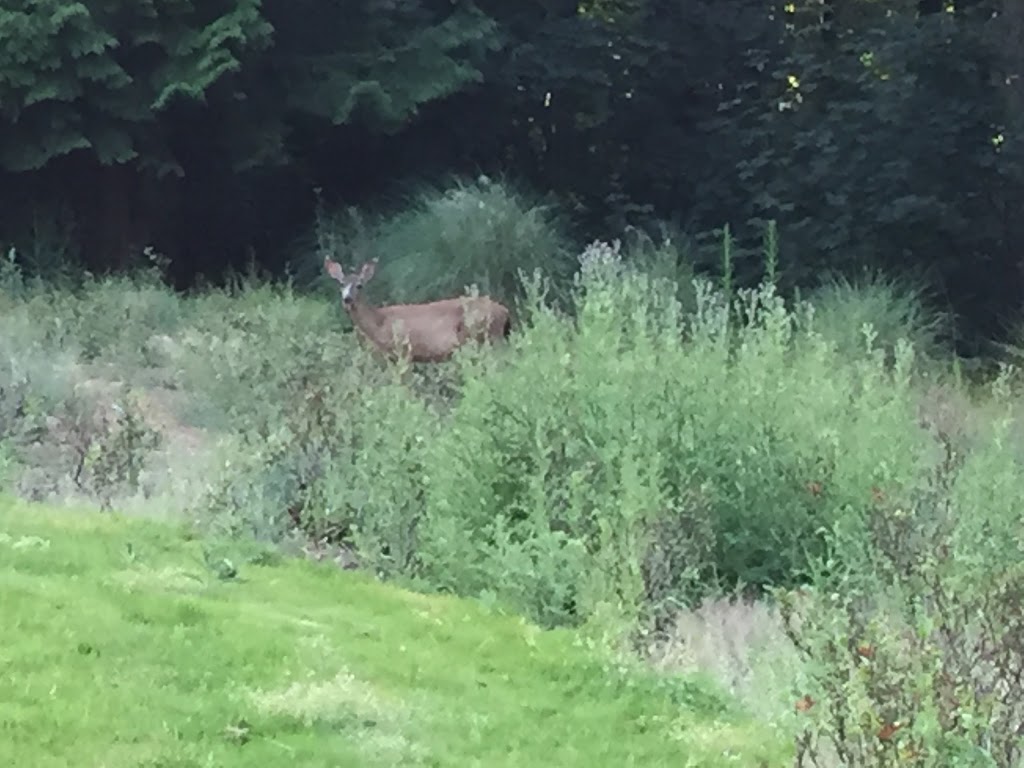 Lewis & Clark College Rose Garden | 615 SW Palatine Hill Rd, Portland, OR 97219, USA | Phone: (503) 768-7000