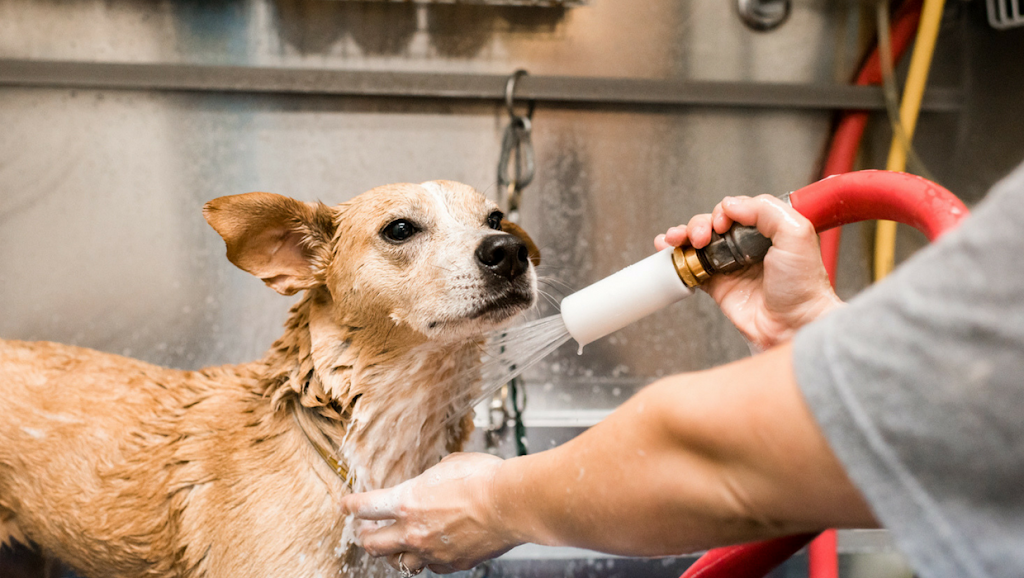 Mud Puppies | 12233 Ranch Rd 620 N #110A, Austin, TX 78750, USA | Phone: (512) 249-2498