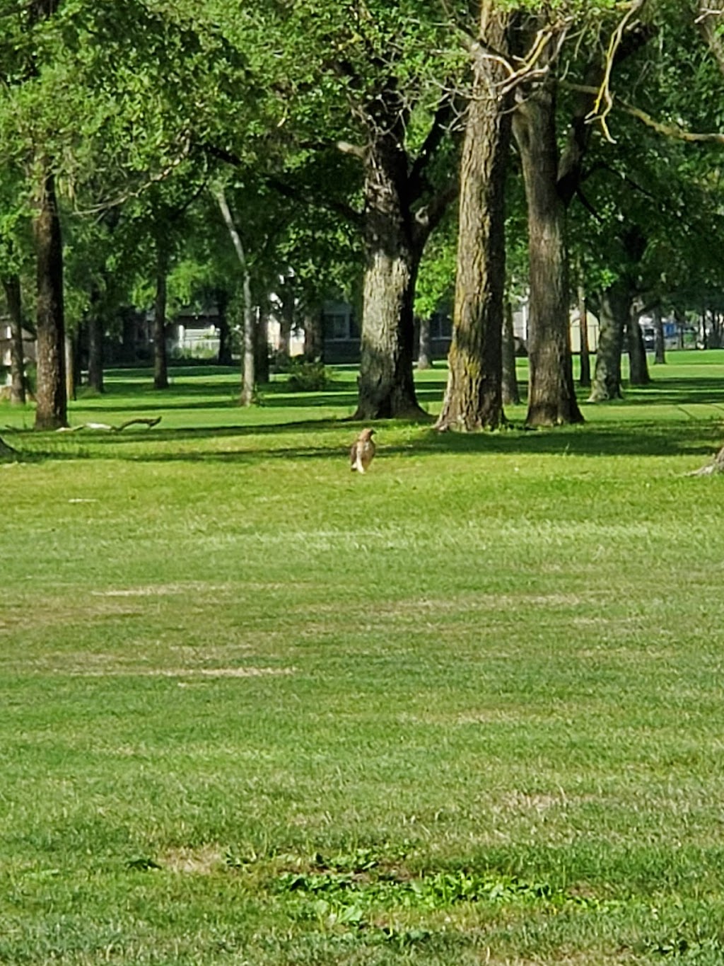 Maple Lane Golf Club | 33203 Maple Ln Dr, Sterling Heights, MI 48312, USA | Phone: (586) 795-4000