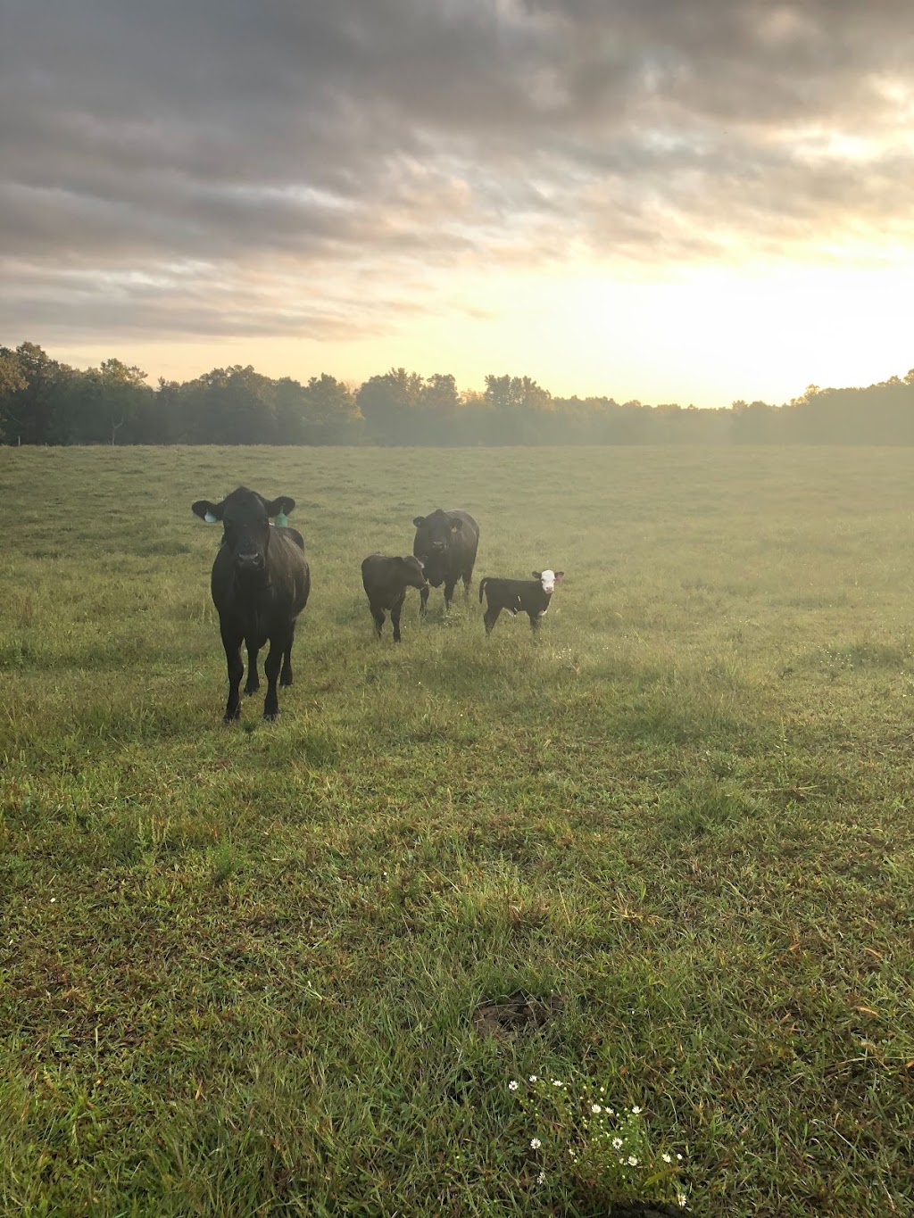 Tennessee Grass Fed Farm | 335 Williams Rd, Clarksville, TN 37043, USA | Phone: (615) 347-5454