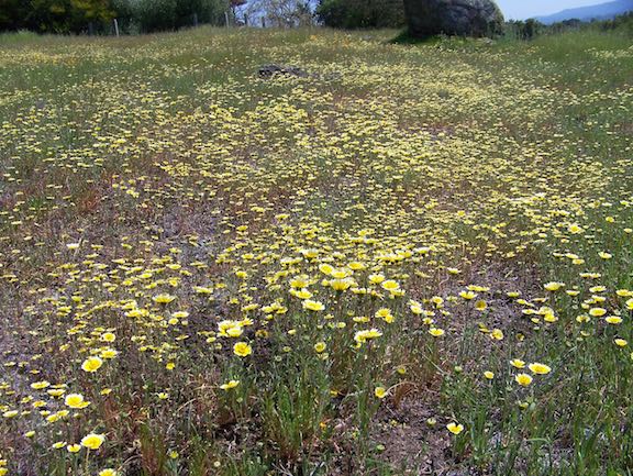Kite Hill Wildflower Preserve | Jane Dr, Woodside, CA 94062, USA | Phone: (650) 851-6790