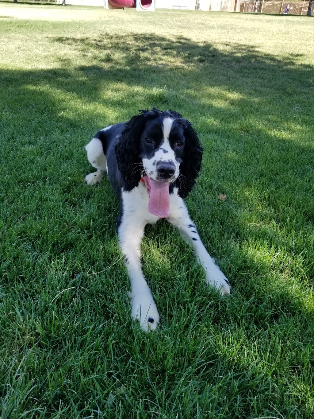 Bark Park | 15475 S Rancho Sahuarita Blvd, Sahuarita, AZ 85629, USA | Phone: (520) 207-7730
