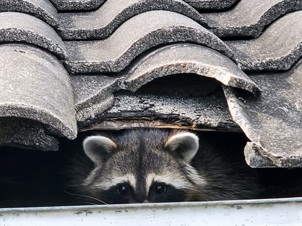 The Villages Wildlife Removal | 8900 SE 165th Mulberry Ln Suite 202, The Villages, FL 32162, USA | Phone: (813) 588-4096