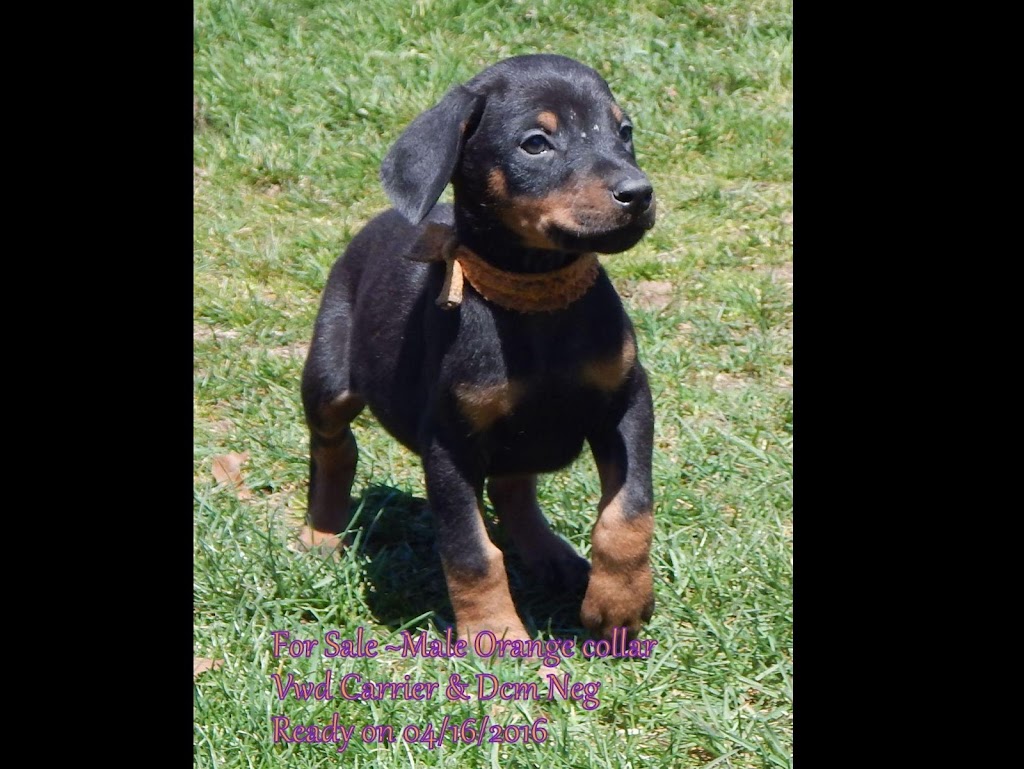 Barnic Dobermans | 128 Hughes Rd # 128H, Hilliards, PA 16040, USA | Phone: (724) 791-0106