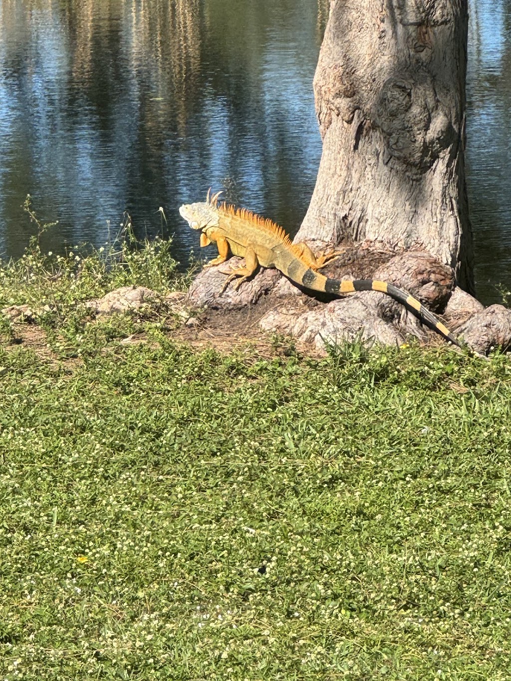 Amelia Earhart Park | 401 E 65th St, Hialeah, FL 33013, USA | Phone: (305) 685-8389