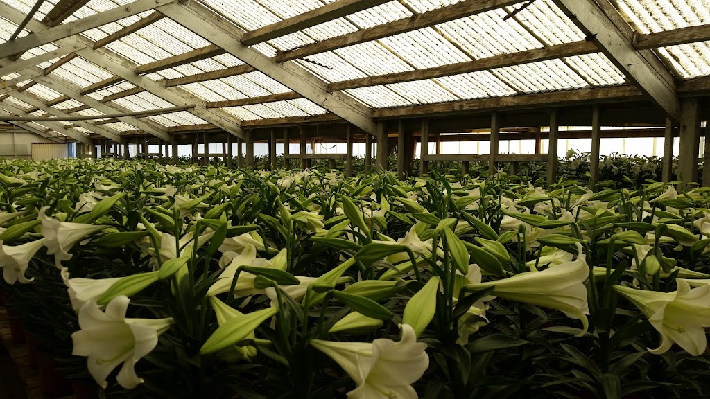 Downs Wholesale Greenhouse | 5018 E Thomas Rd, Phoenix, AZ 85018 | Phone: (602) 840-2600