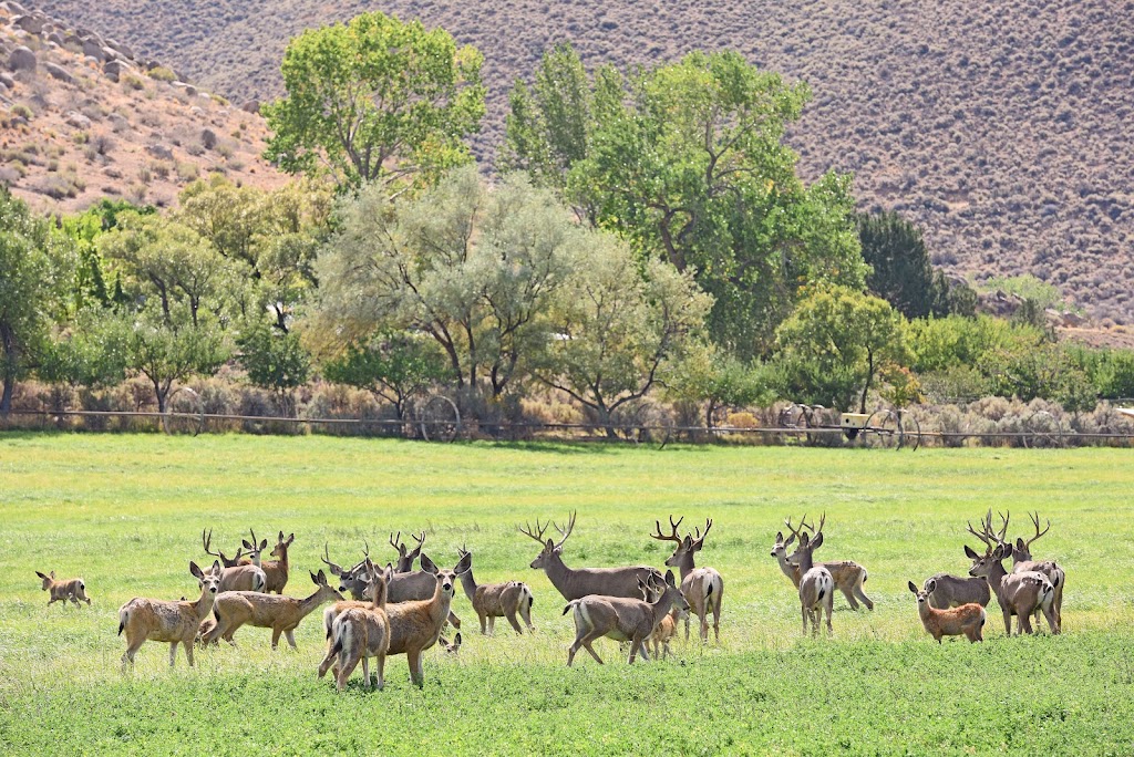 Deer Run Ranch Bed & Breakfast | 5440 Eastlake Blvd, Carson City, NV 89704, USA | Phone: (775) 882-3643