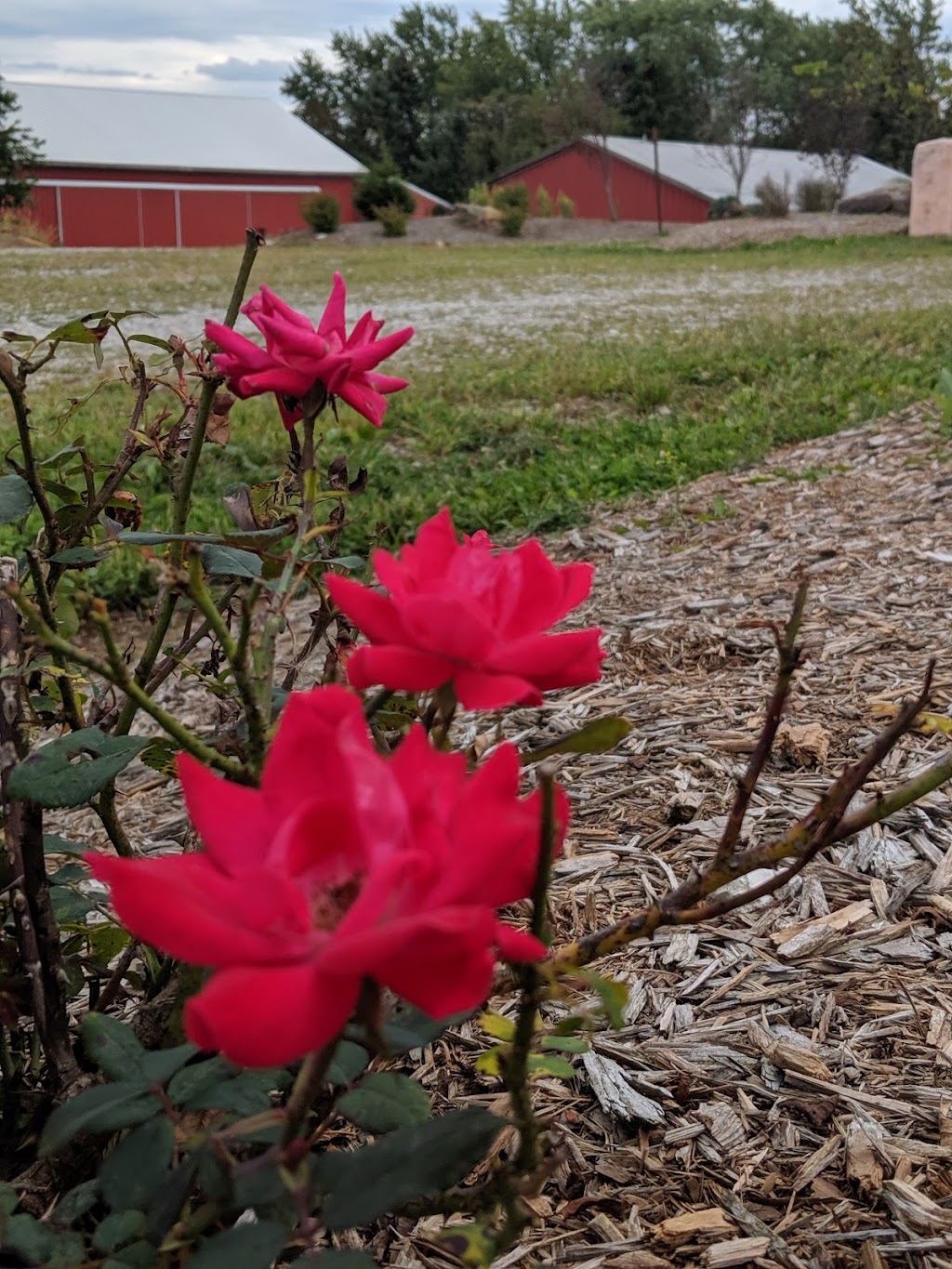 Solid Rock Therapeutic Riding Center | 10911 Market Ave NW, Uniontown, OH 44685, USA | Phone: (330) 990-1777