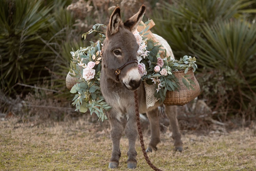 Air Ponies- Beer Donkeys | 11470 Gordon Ln, Mabank, TX 75147, USA | Phone: (469) 441-1994