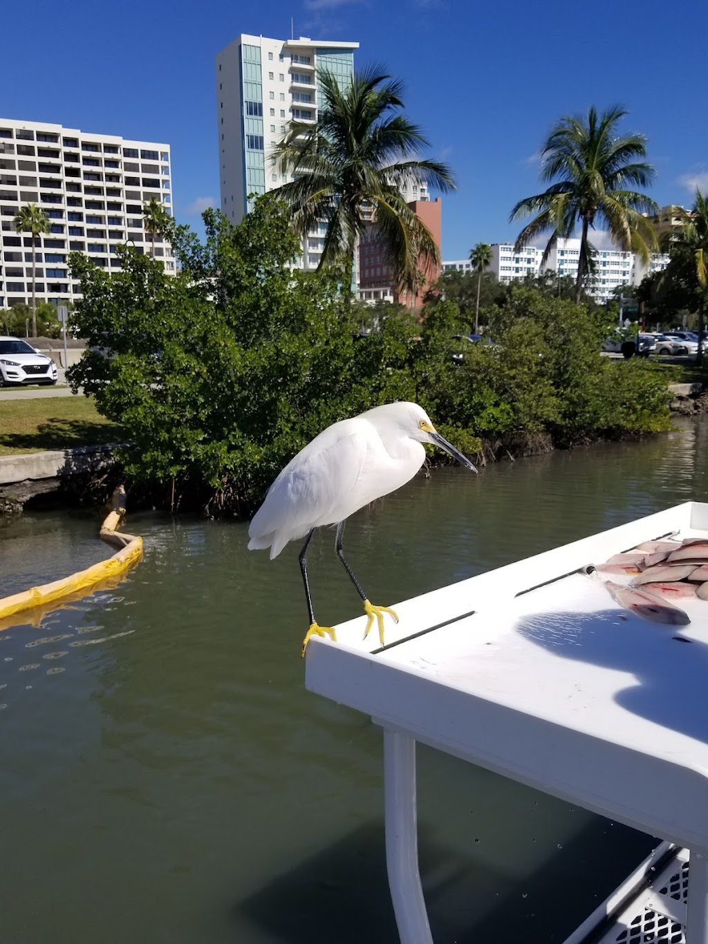 Charter Boat Shark | 2 Marina Plaza #E27, Sarasota, FL 34236, USA | Phone: (941) 365-2161