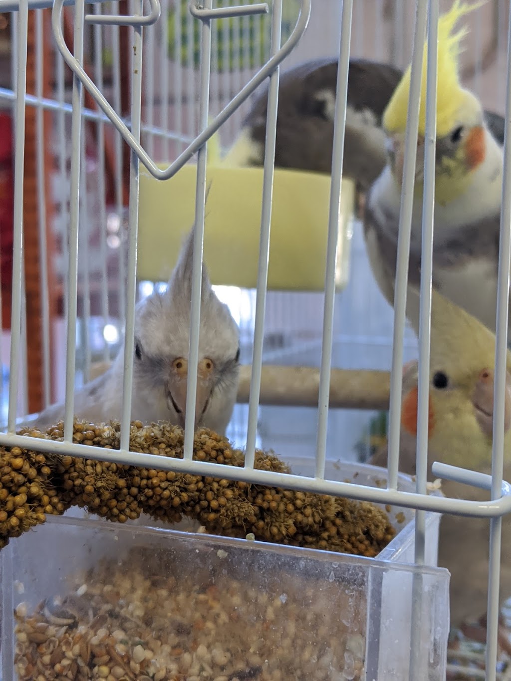 Johns Feed 2 | 2048 E Florence Ave, Los Angeles, CA 90001, USA | Phone: (323) 585-6890