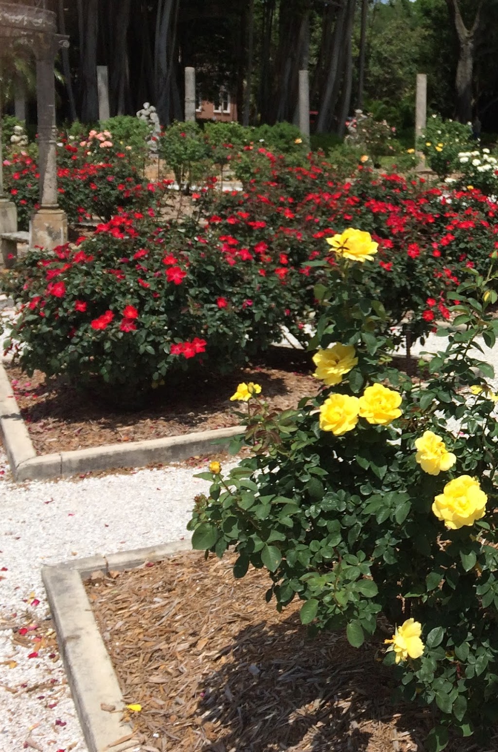 Mable Ringling Rose Garden at The Ringling | 5401 Bay Shore Rd, Sarasota, FL 34243, USA | Phone: (941) 359-5700