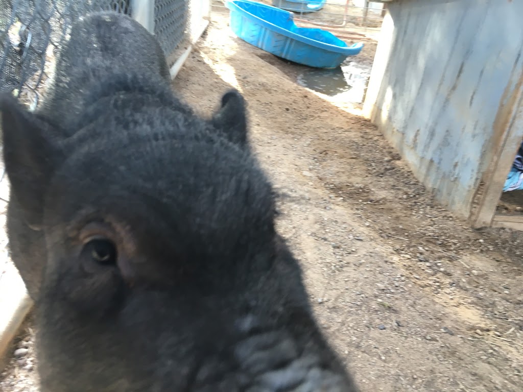 Ironwood Pig Sanctuary | 34656 E Crystal Visions Rd, Marana, AZ 85658, USA | Phone: (520) 579-8847