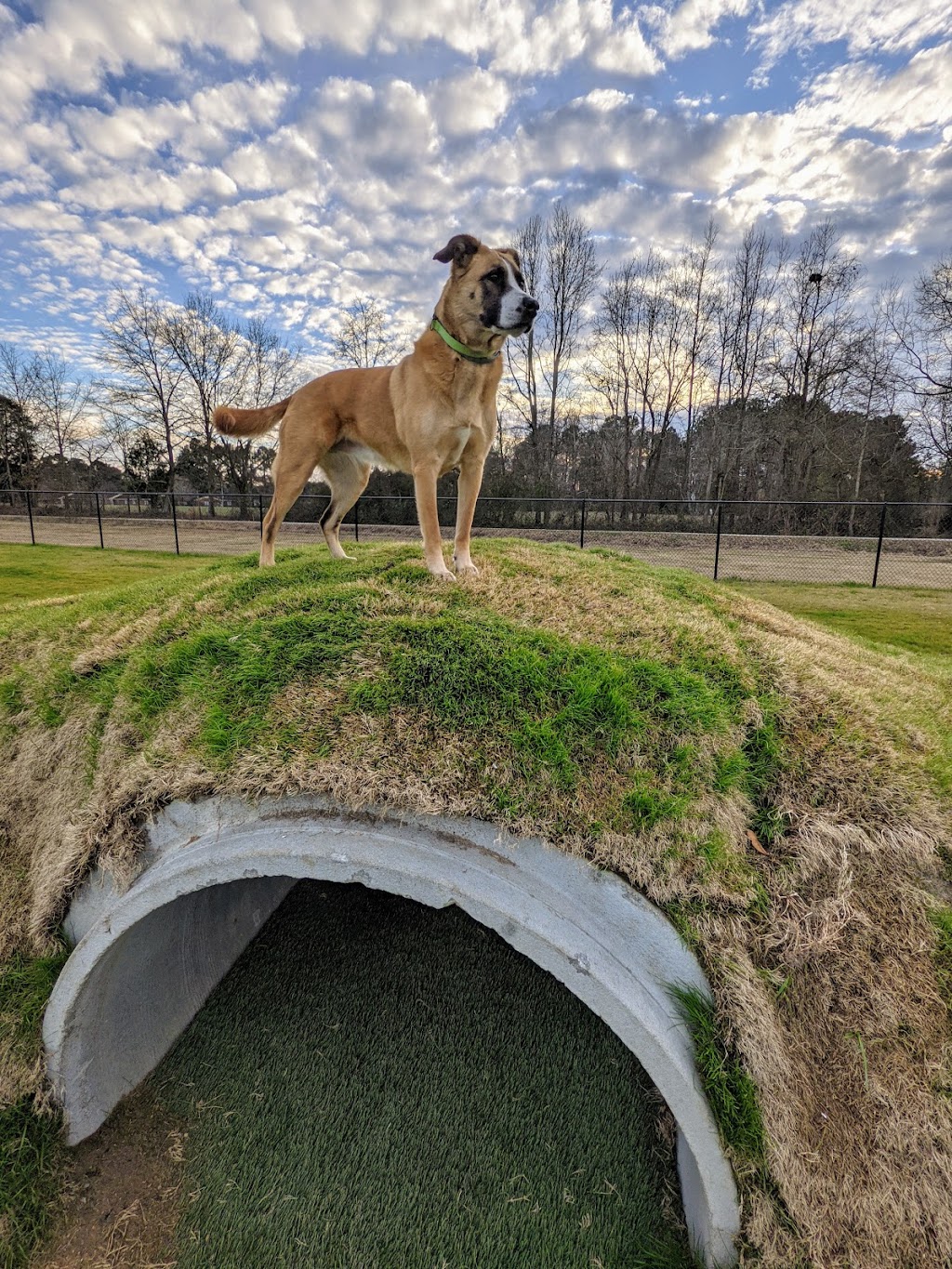 Dunn Dog Park | 701 N Ashe Ave, Dunn, NC 28334, USA | Phone: (910) 892-2976