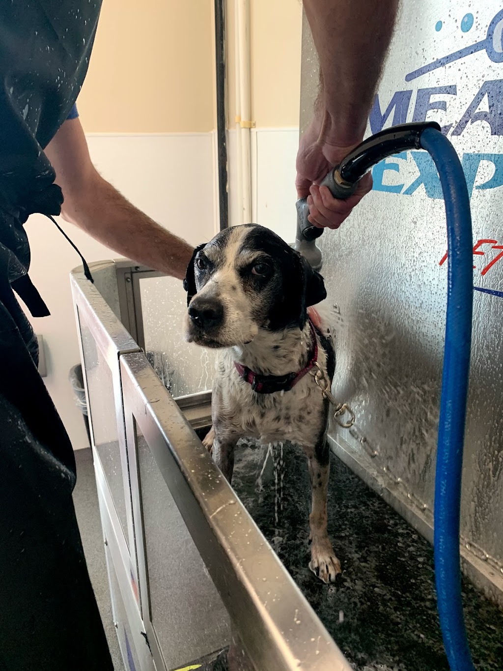 Meadows Express Car Wash & Detailing | 1580 Carnaby Ln, Castle Rock, CO 80109, USA | Phone: (720) 669-9686