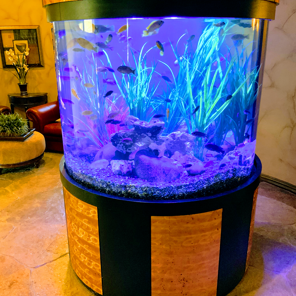 Aquarium Headquarters Maintenance, Service & Luxury Aquarium Installation Co. | 1671 Riverview Dr, The Colony, TX 75056, USA | Phone: (972) 786-3350