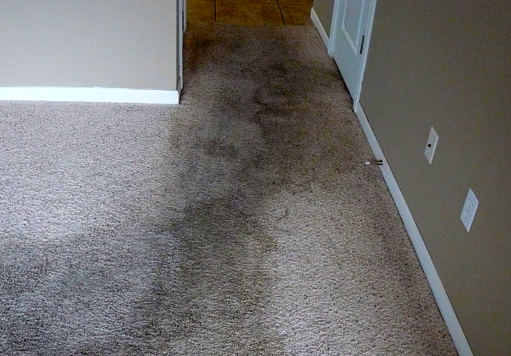 Carpet Cleaning Lewisville Texas | 501 E Purnell St, Lewisville, TX 75057, USA | Phone: (214) 233-6094