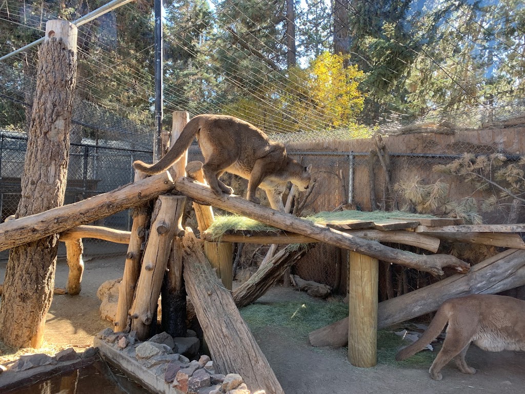 Big Bear Alpine Zoo | 42801 Moonridge Rd, Big Bear Lake, CA 92315, USA | Phone: (909) 584-1299