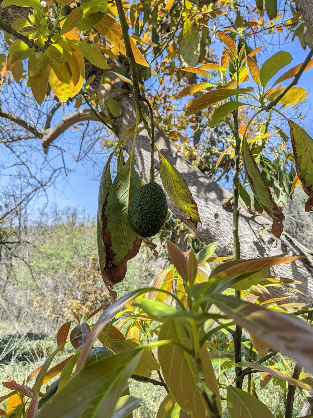 Splitrock Farm | 39032 Harris Trl, Fallbrook, CA 92028, USA | Phone: (760) 884-0432