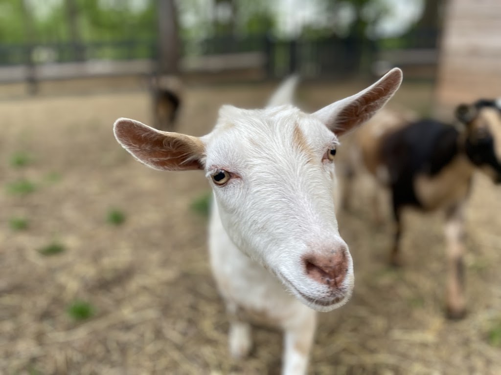 New London Farm | 3935 Lee Rd, Snellville, GA 30039, USA | Phone: (404) 849-9305