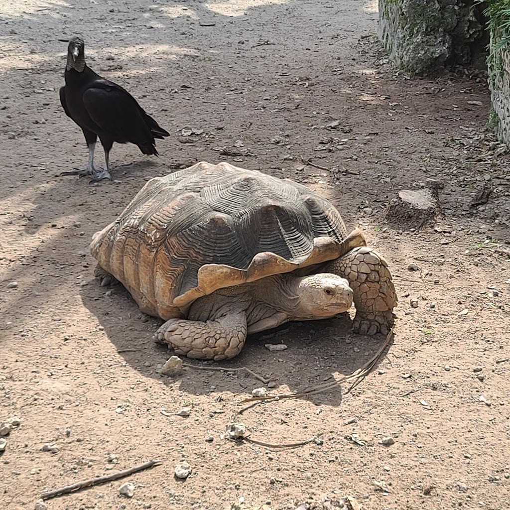 Everglades Alligator Farm | 40351 SW 192nd Ave, Homestead, FL 33034, USA | Phone: (305) 247-2628