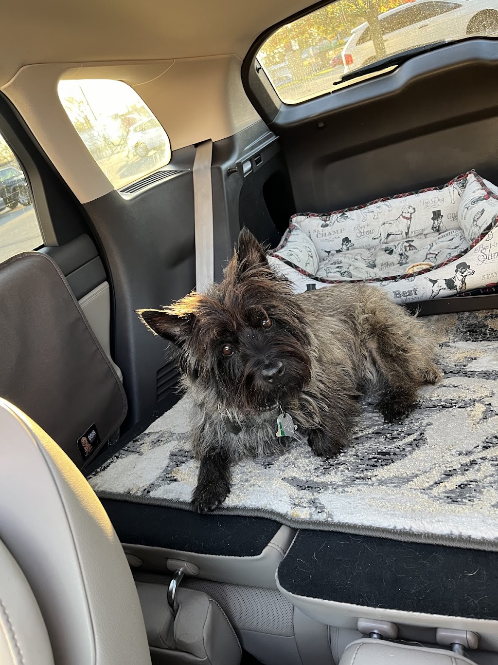 Comfort Care Veterinary Services | 41740 Michigan Ave, Canton Township, MI 48188, USA | Phone: (248) 429-9866